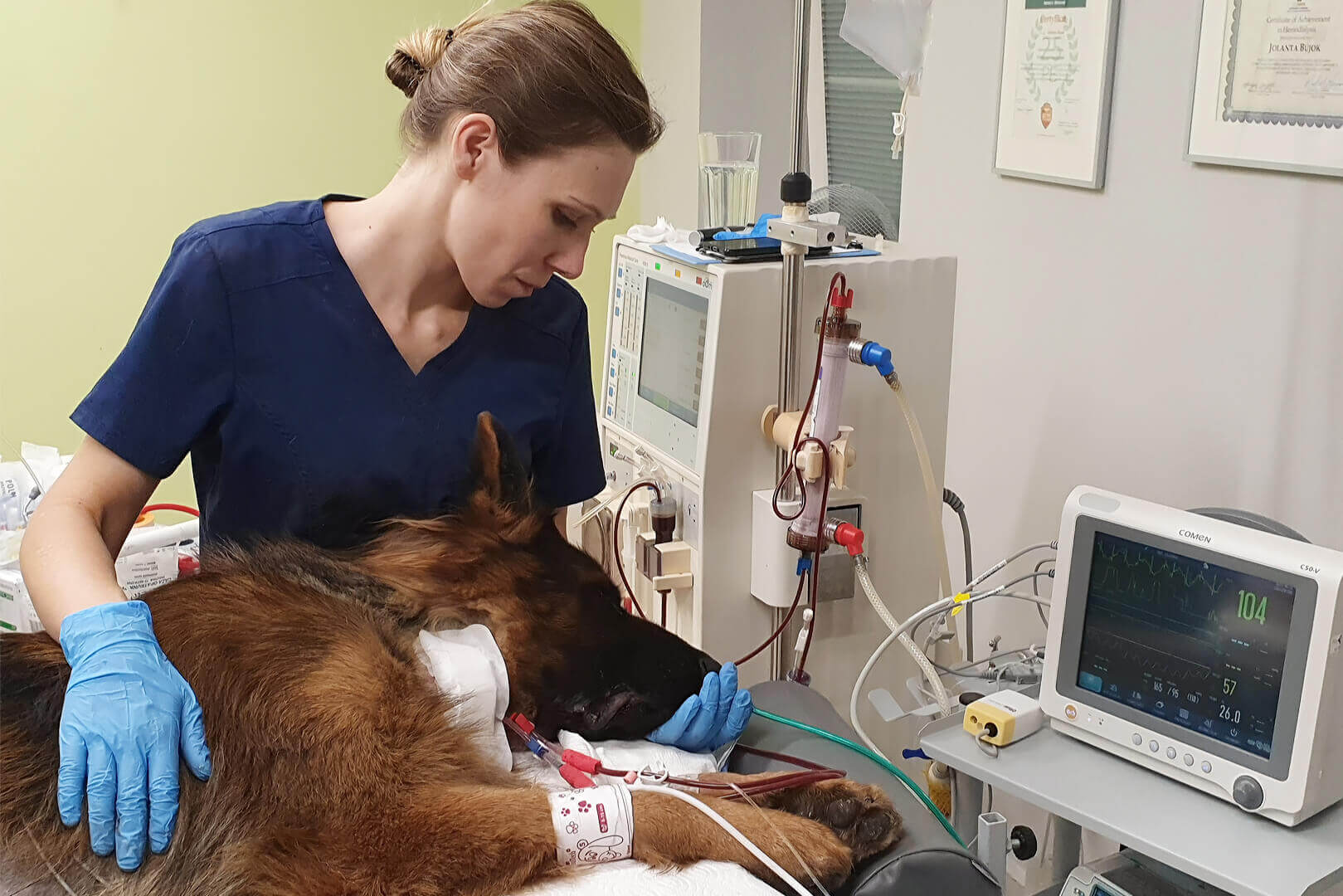 Specjaliści z zakresu hemodializy